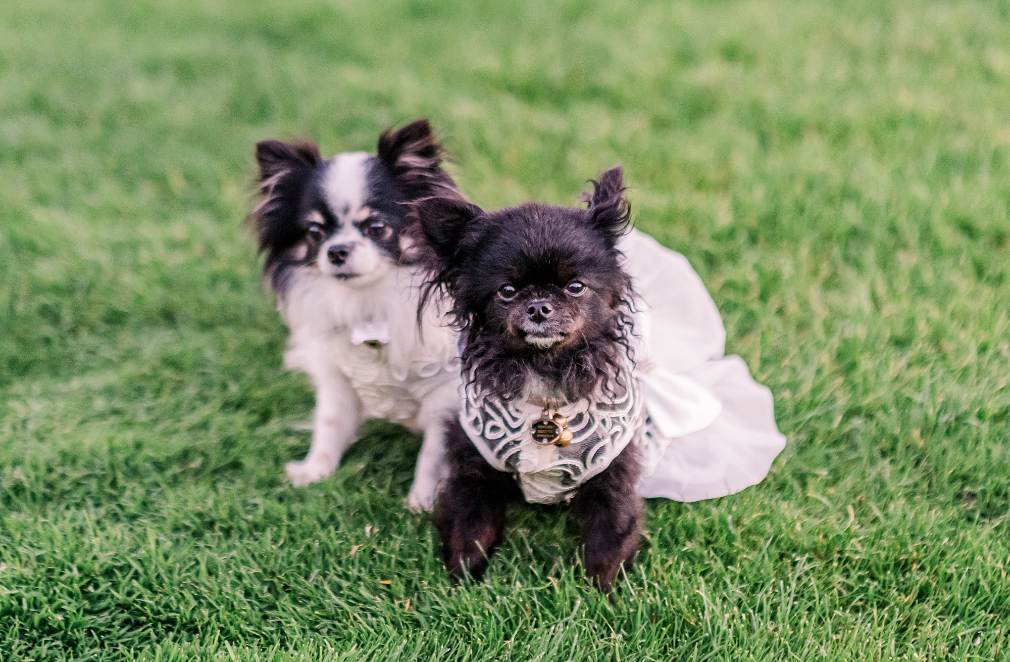 bride and groom's dogs 